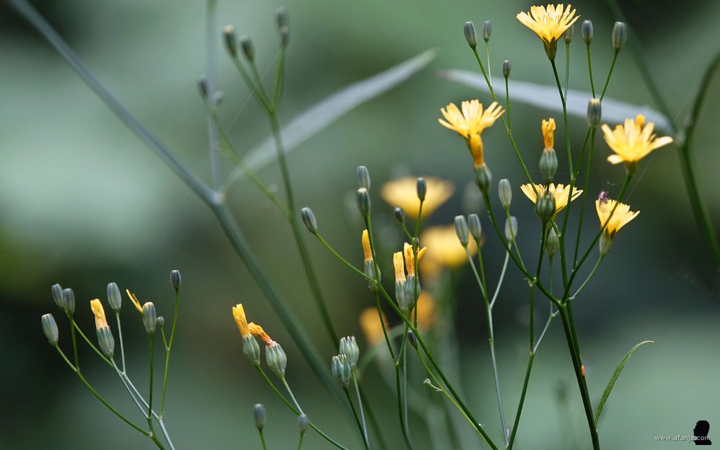 gele akkerkoolbloemetjes tegen een groene achtergrond