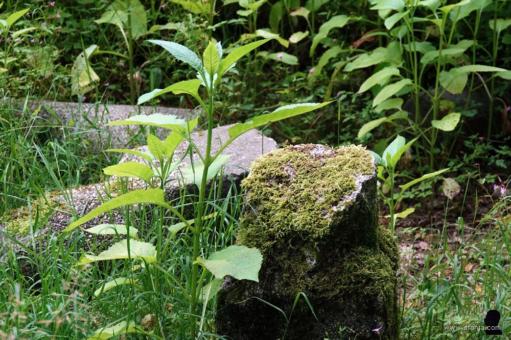 op de grond liggen overwoekerde paaltjes
