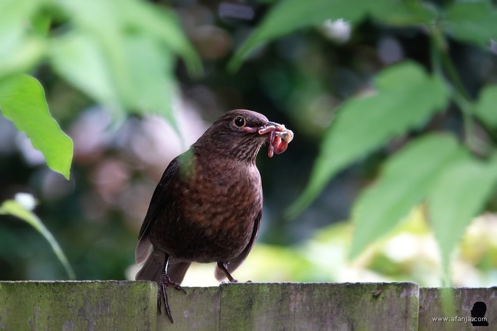 ma merel voert opnieuw verse wormen aan voor de jongen