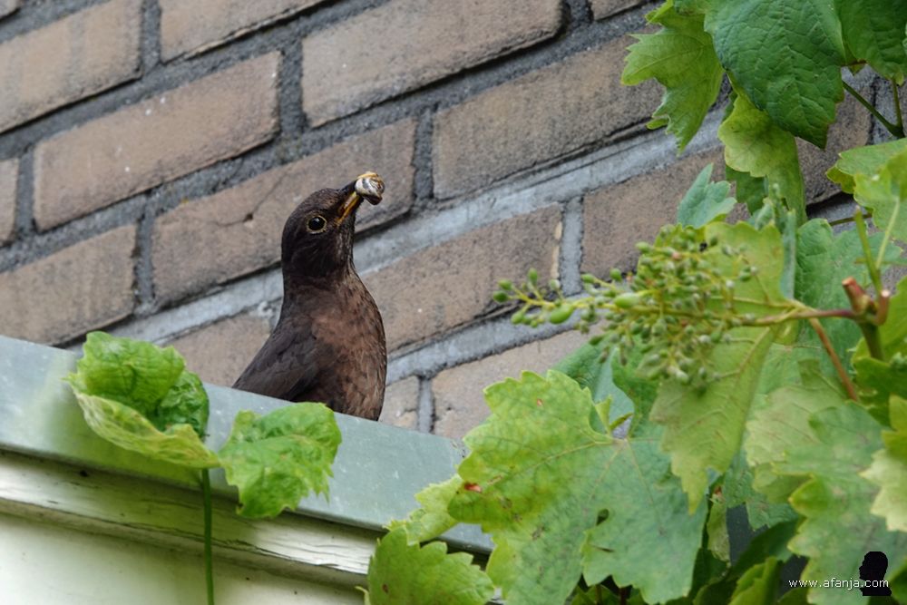 nu heeft ma merel een vette slak voor haar jongen gevangen
