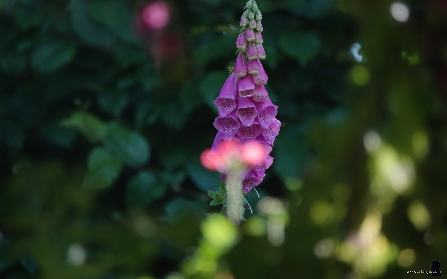 vingerhoedskruid met op de voorgrond een vaag roze bloemetje