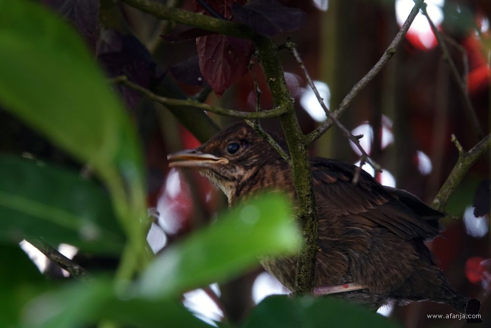 een pas uitgevlogen jonge merel in een boompje achter in de tuin