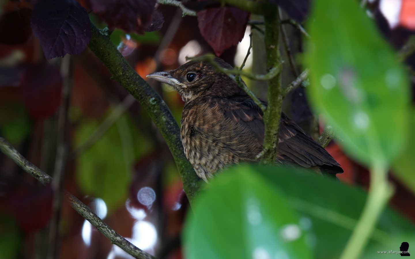 een jongere merel zit verscholen in struikgewas achter in de tuin