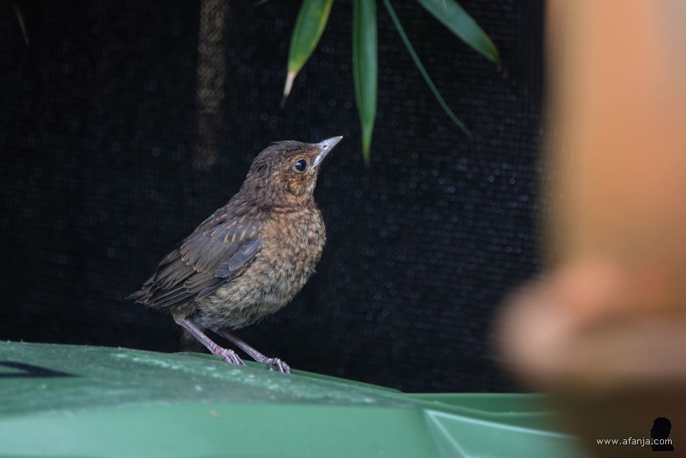 een jonge merel zit op de gft-container