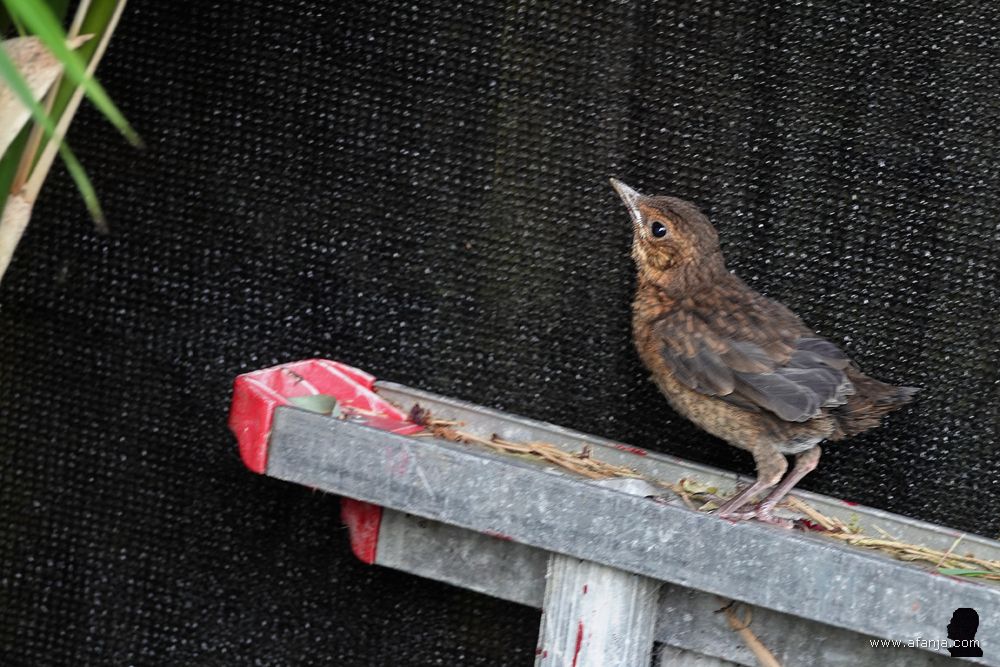 een jonge merel probeert hogerop te komen via een ladder
