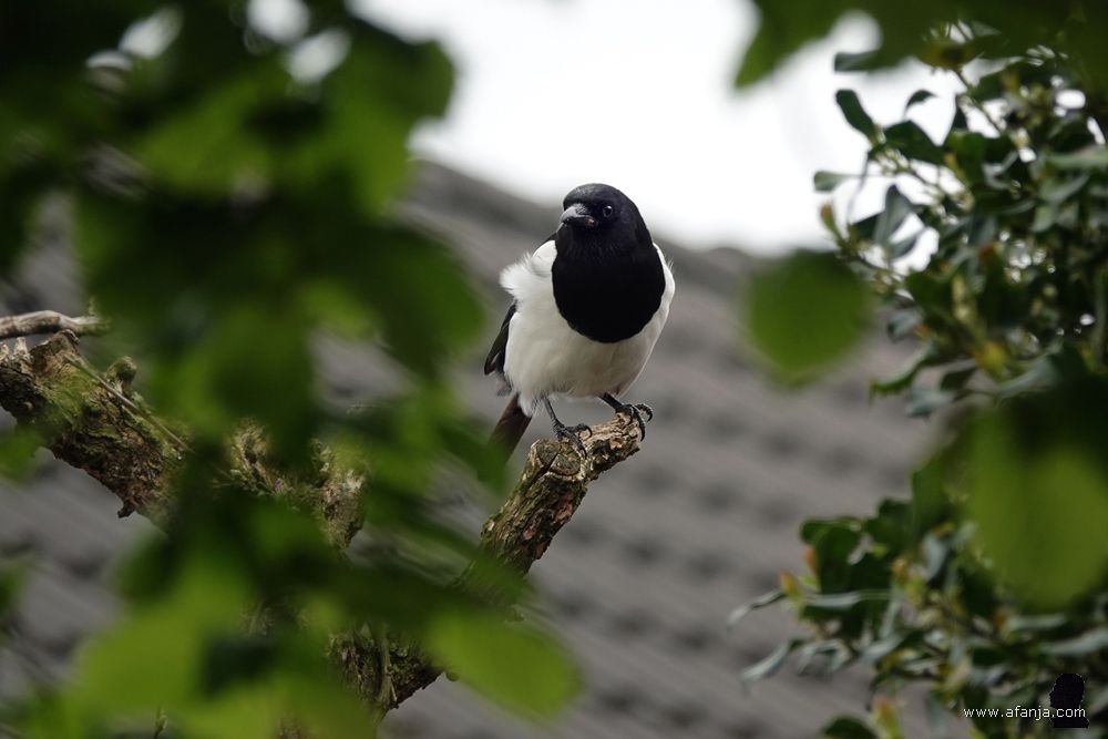 een ekster zit bij de buren in de tuin