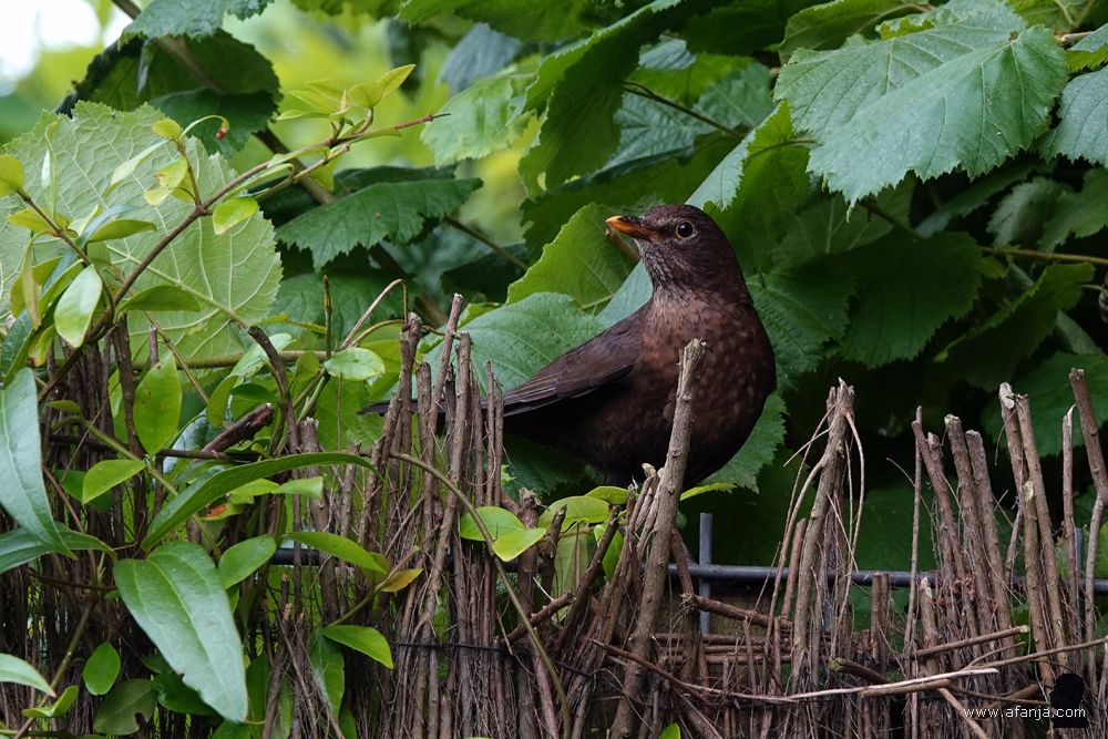 ma merel houdt de zaak in de gaten vanaf een heidemat
