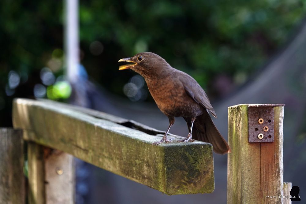 ma merel maakt alarmerende geluiden vanwege de aanwezigheid van een paar eksters en een kat