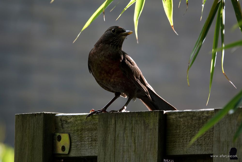 ma merel staat attent om zich heen te kijken op de schutting
