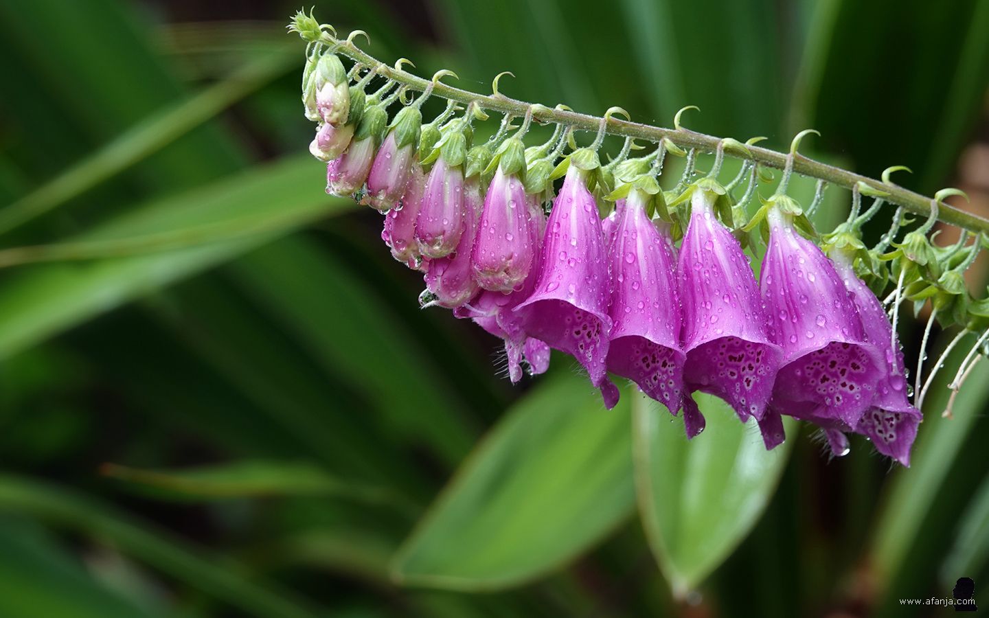 druppels sieren het vingerhoedskruid
