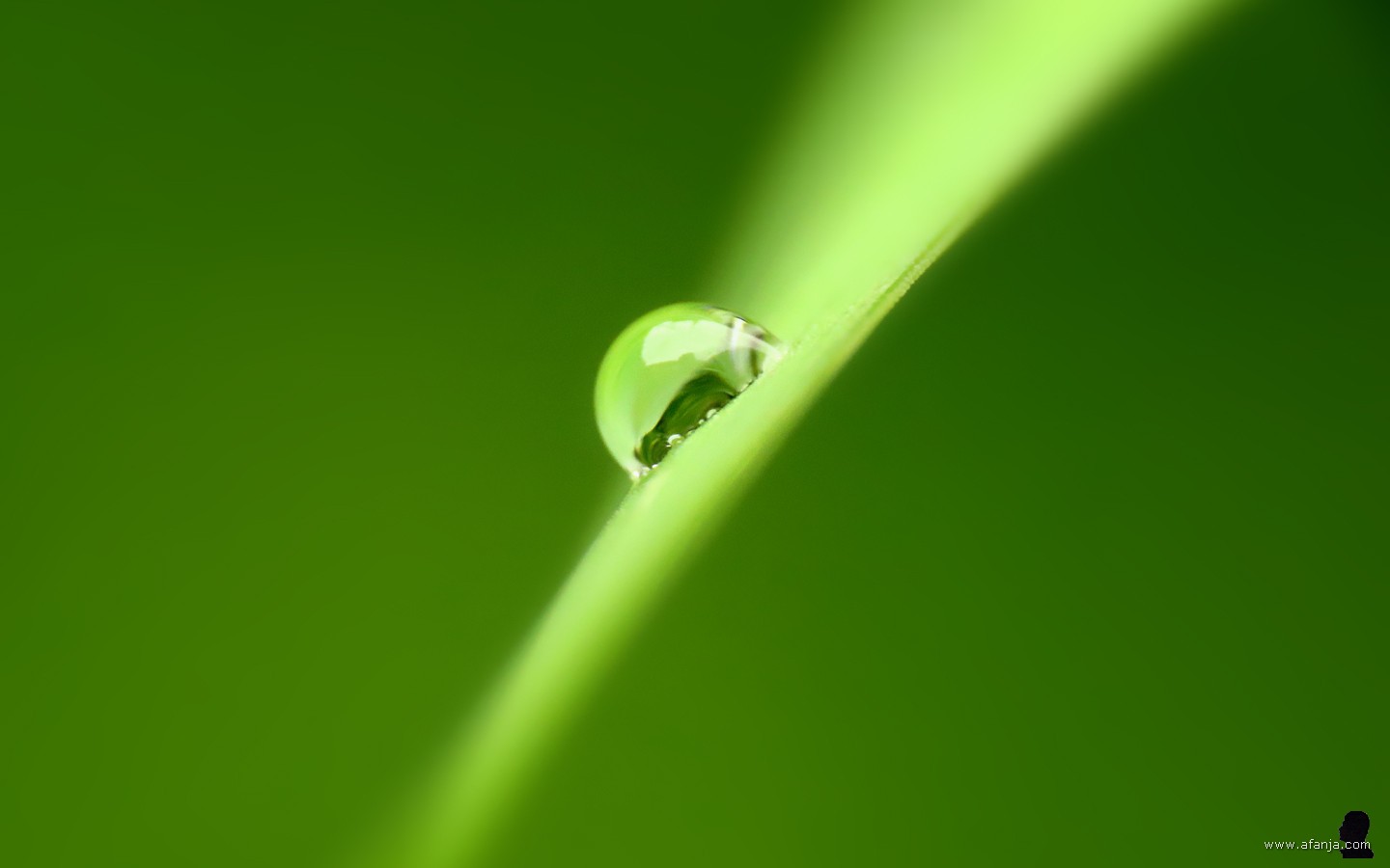 een druppel klampt zich vast aan een neerhangend blad van de blauwe iris