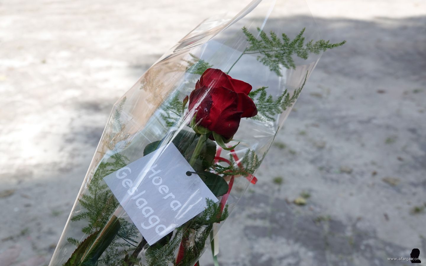 een roos met een kaartje 'Hoera Geslaagd'