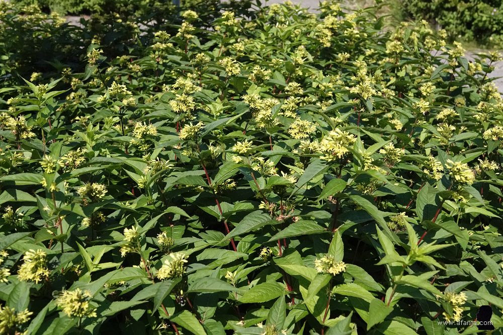 nieuwe beplanting in het perkje naast de parkeerplaats