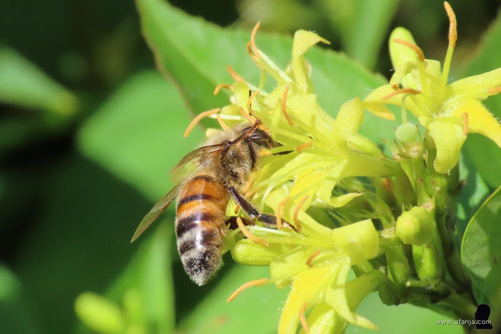 een zweefvlieg op de gele bloemen