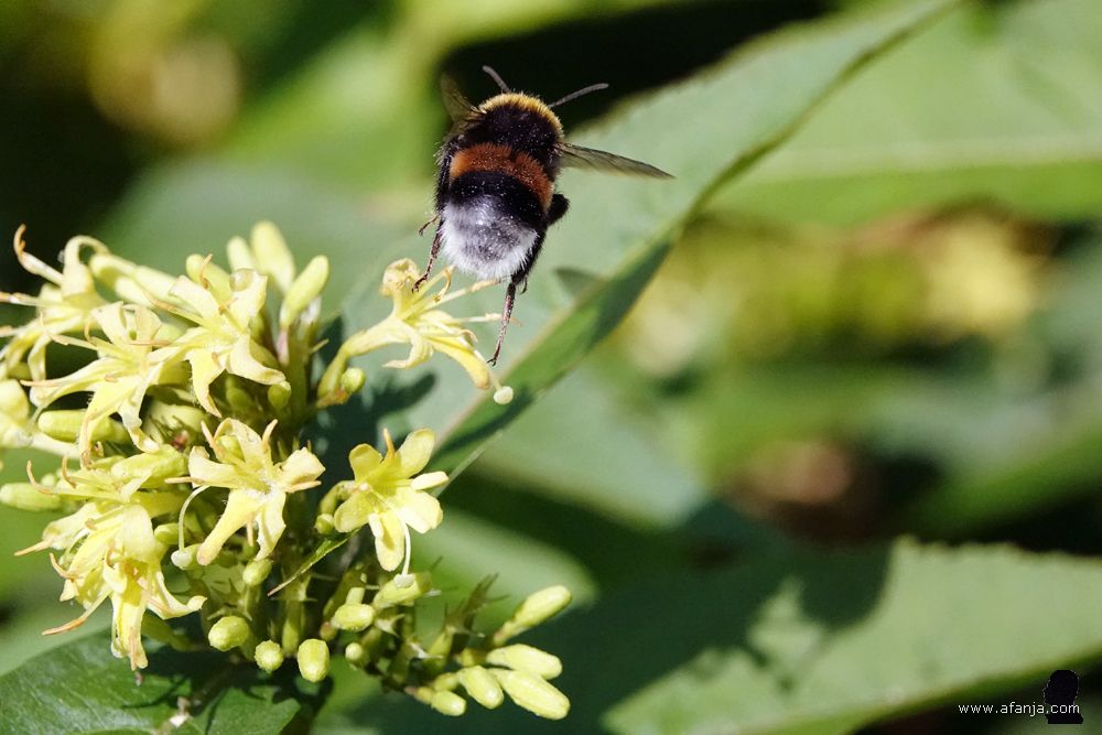 een hommel vliegt op