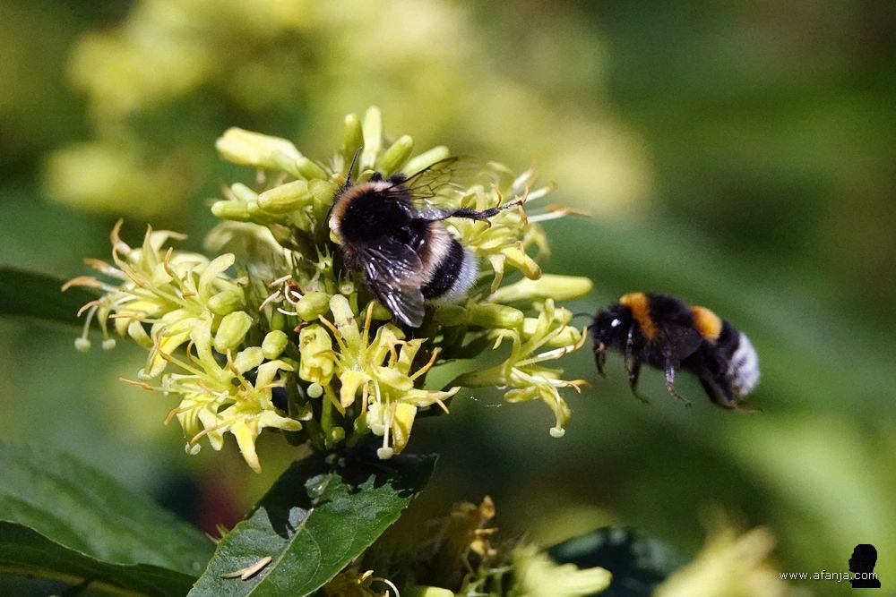 hommels op en bij de gele bloemen in het perkje