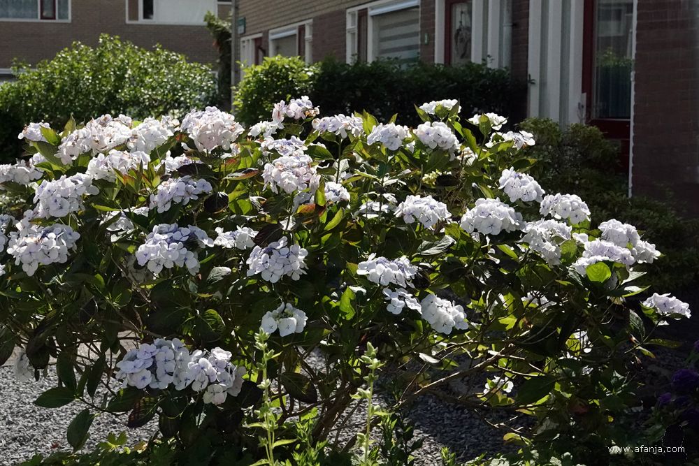 witte hortensia's in de voortuin