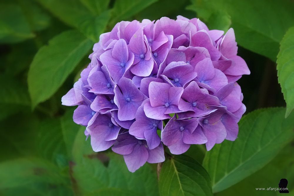 paarse hortensia