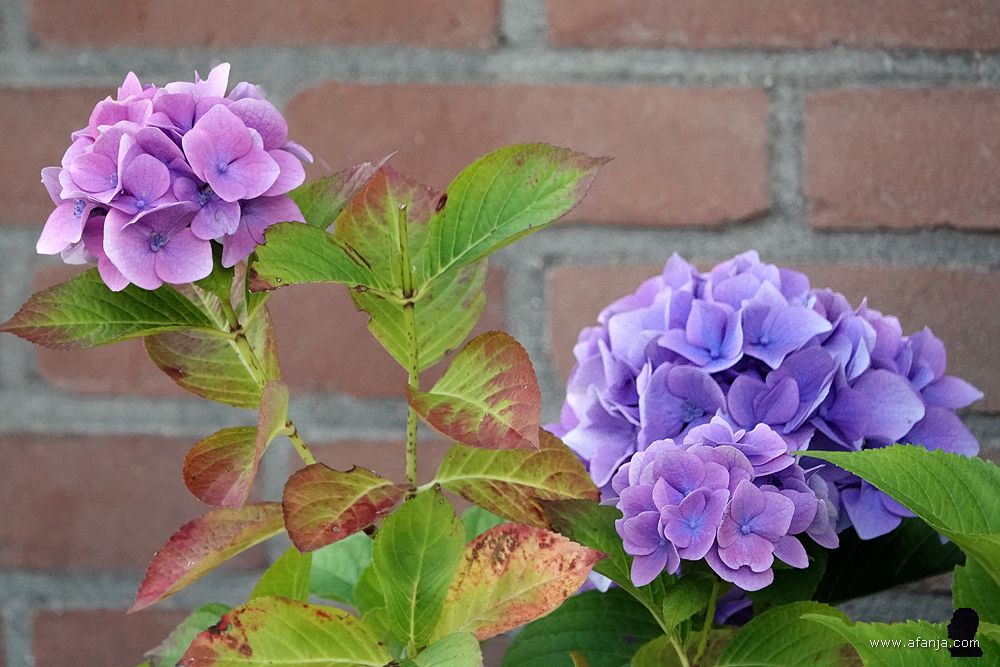 roze en paarse hortensia's