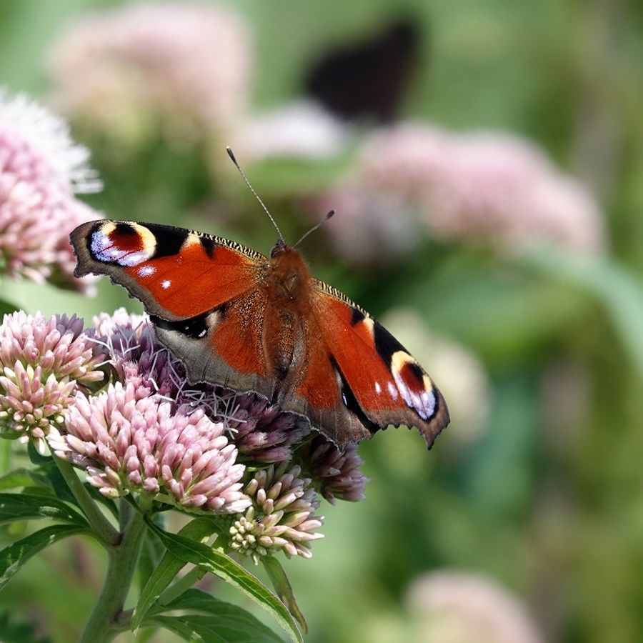 een dagpauwoog op koninginnekruid