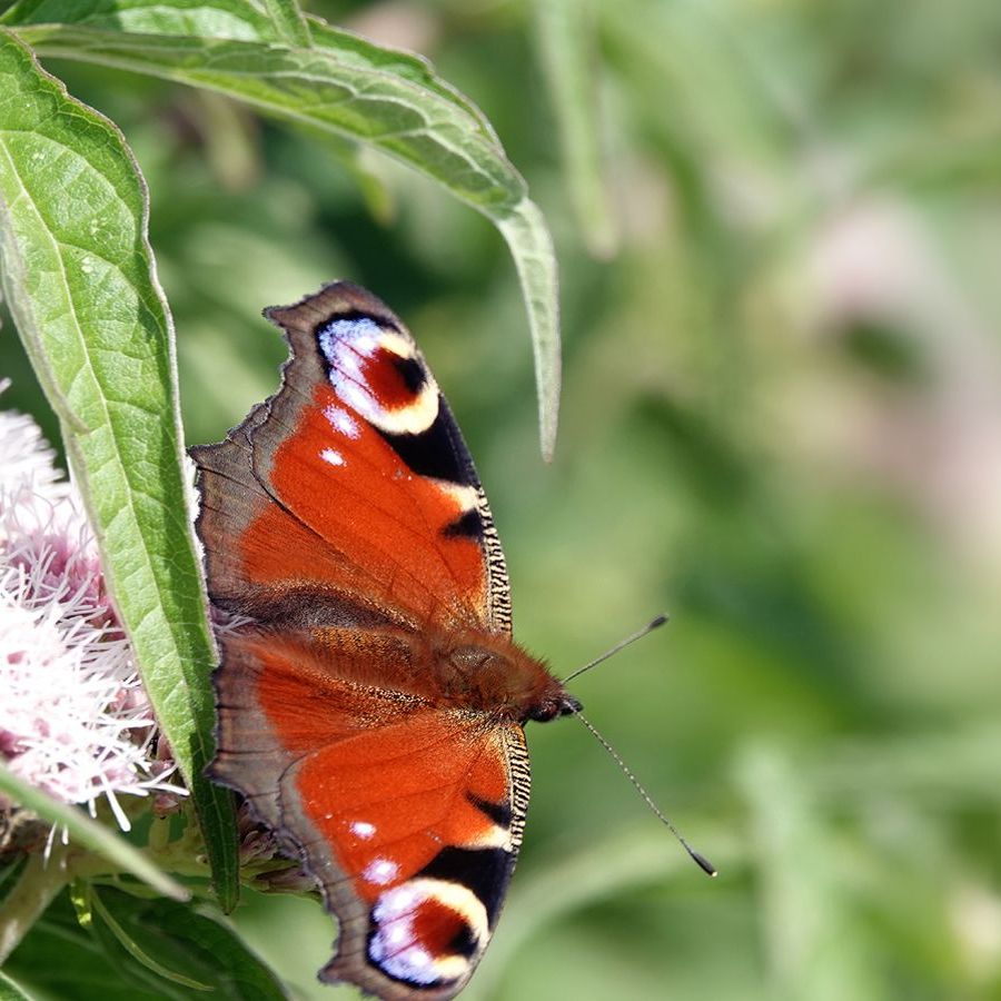 een dagpauwoog op koninginnekruid
