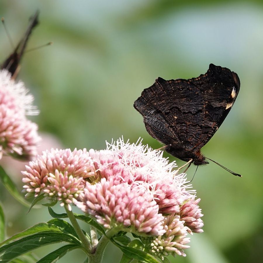 een dagpauwoog op koninginnekruid