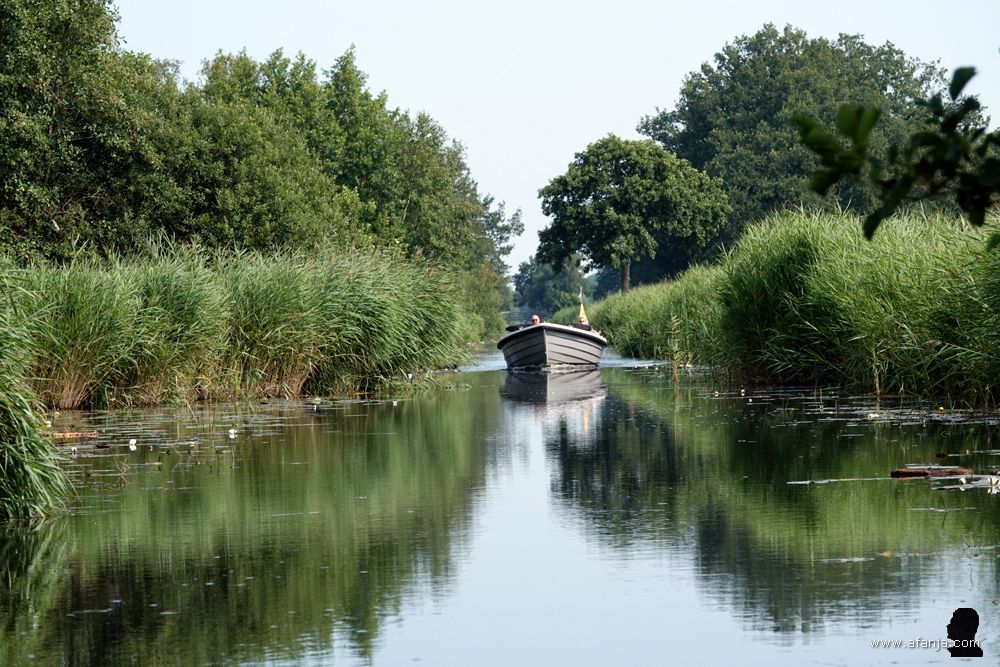 een sloep vaart ons tussen rietkragen tegemoet