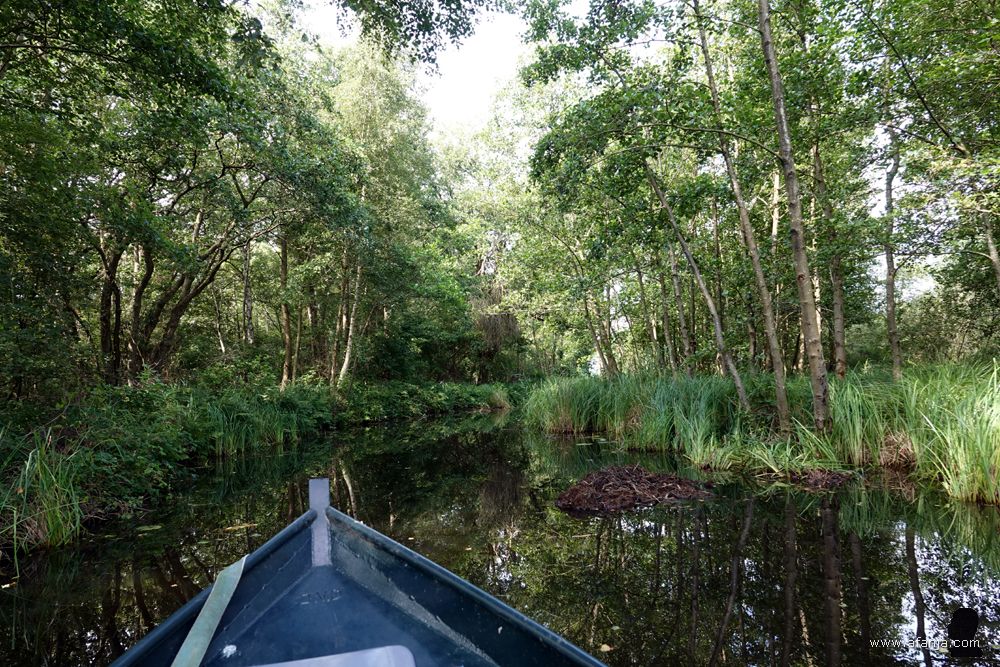 we varen een stuk bos in