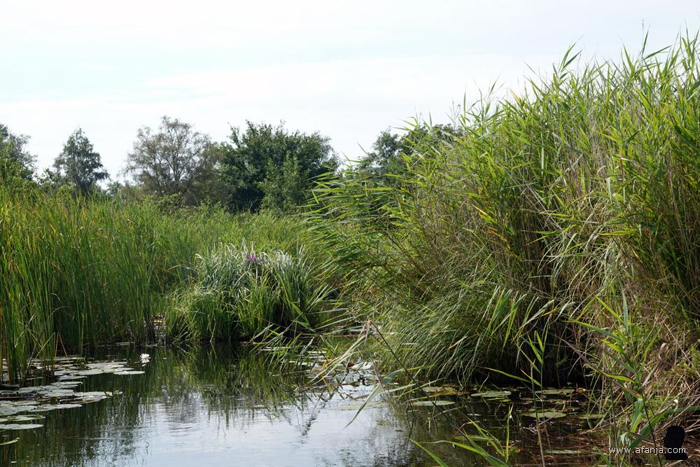 een pol met riet en kattenstaart drijft in de vaart