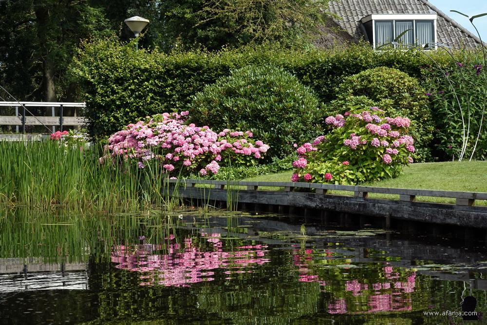 de hortensia's doen het ook in Dwarsgracht goed