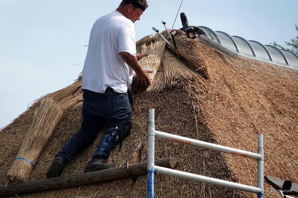 close-up van een rietdekker aan het werk