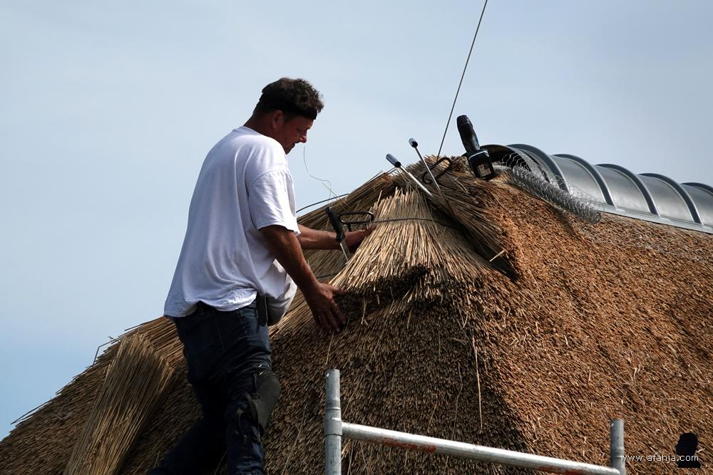 close-up van een rietdekker aan het werk