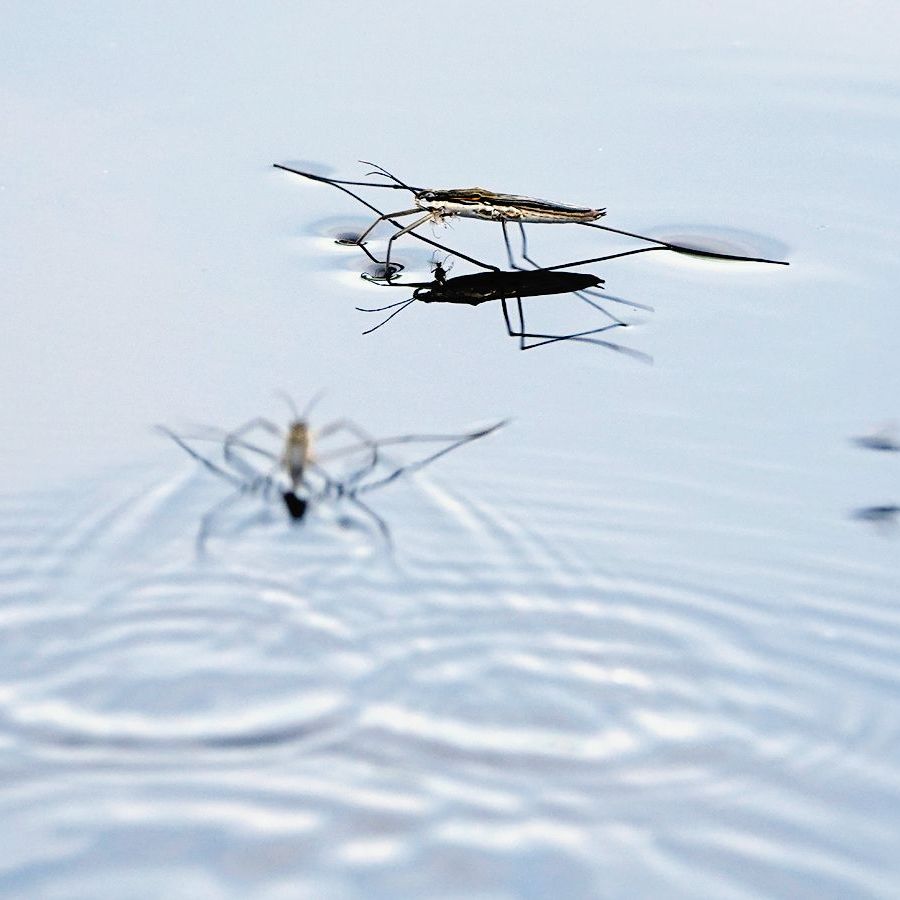 twee grote schaatsenrijders in de Wieden