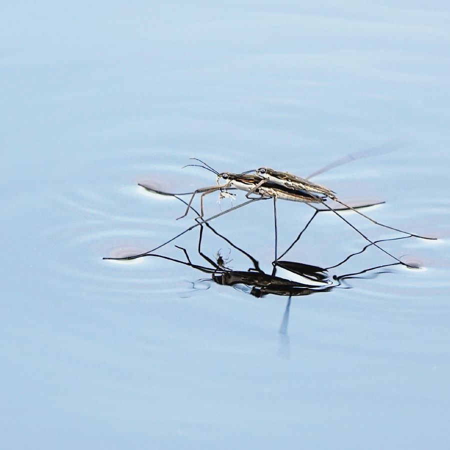 twee grote schaatsenrijders in actie in de Wieden