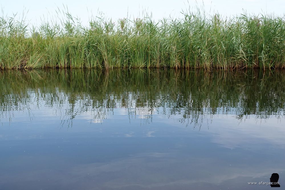 een rietkraag aan de waterkant