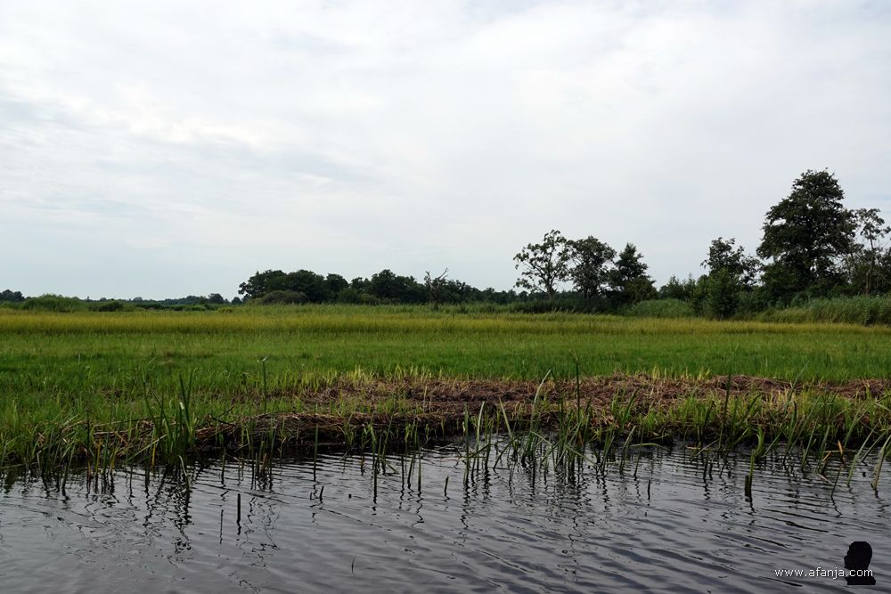 gemaaide hooi- en rietlanden in De Wieden