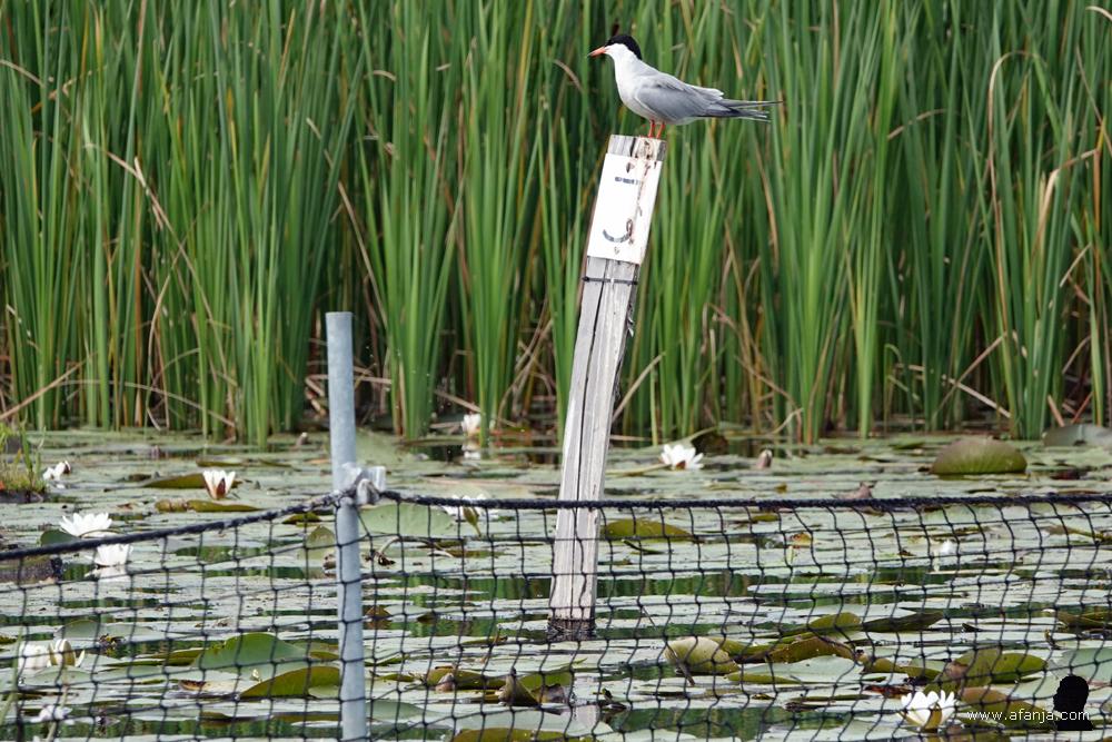 een visdiefje zit op een paal in het water met de letter J