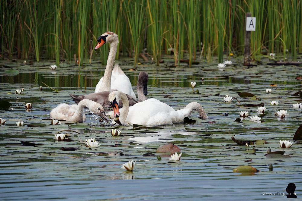 een zwanenfamilie aan de maaltijd