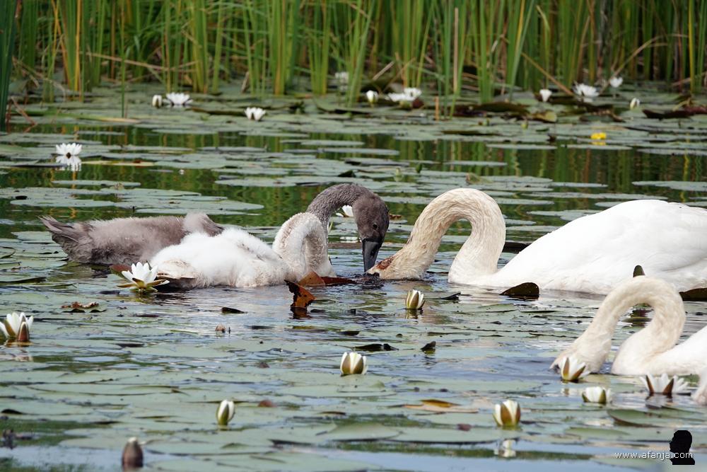 een zwanenfamilie aan de maaltijd