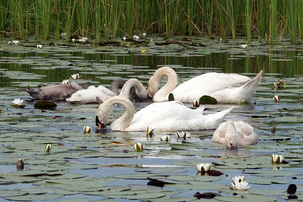 een zwanenfamilie aan de maaltijd