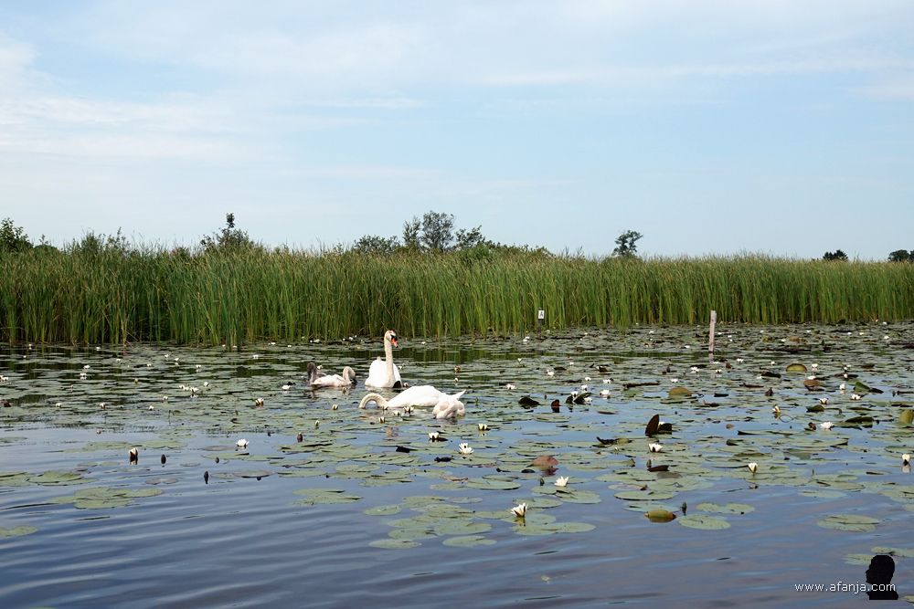 we nemen afscheid van de zwanen