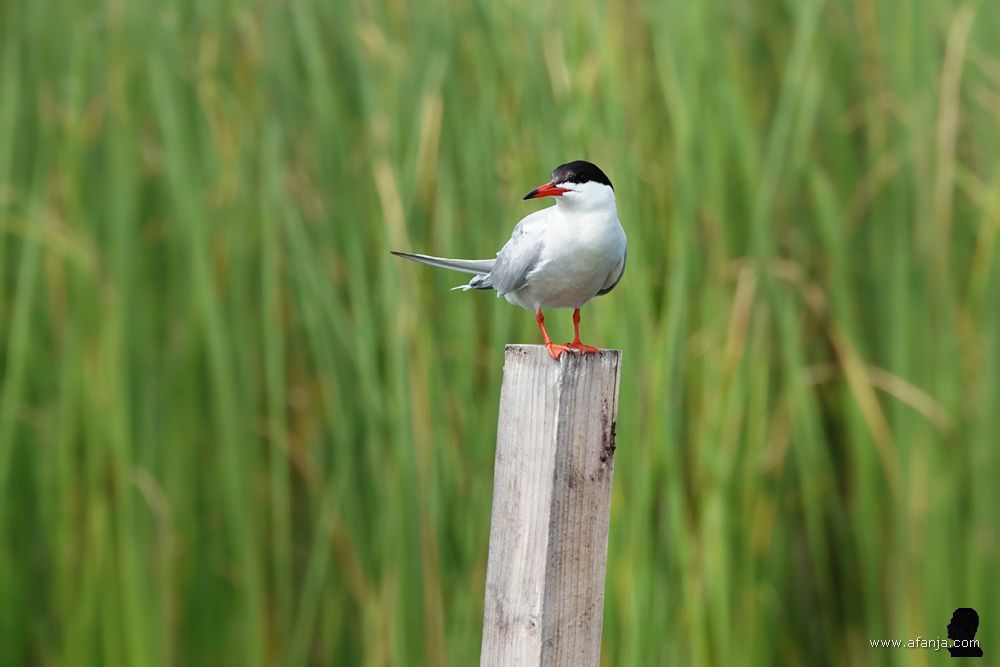 een visdiefje op een paal met groen riet op de achtergrond