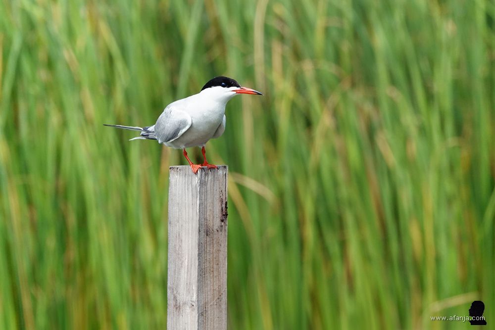 een visdiefje op een paal met groen riet op de achtergrond