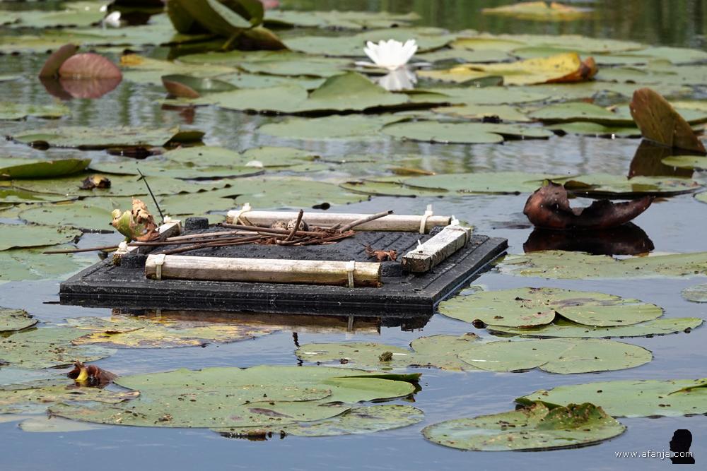 een leeg nestvlotje van de zwarte sterns