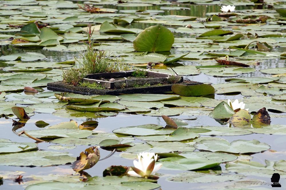 een leeg nestvlotje van de zwarte sterns tussen de waterlelies
