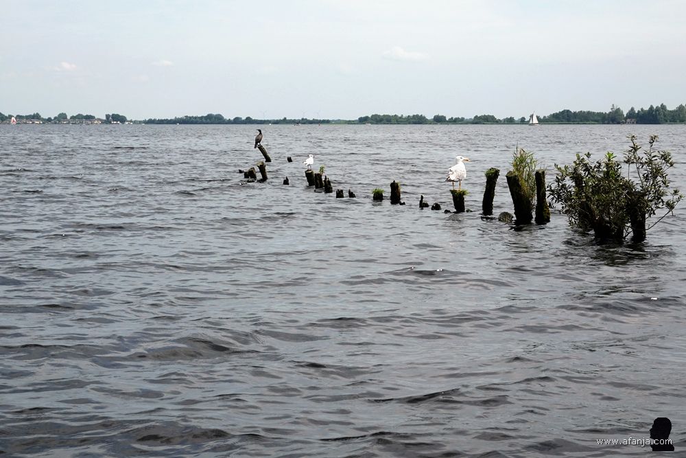 een paar meeuwen en een aalscholver op een palenrij