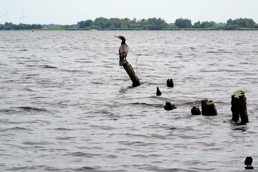 een aalscholver staat op een scheefgezakte paal