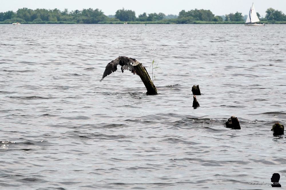 de aalscholver is van zijn paaltje gesprongen
