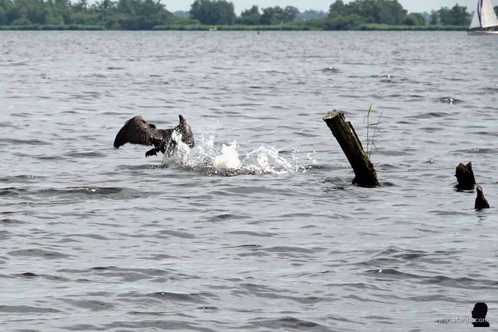 de aalscholver loopt over het water om vaart te maken