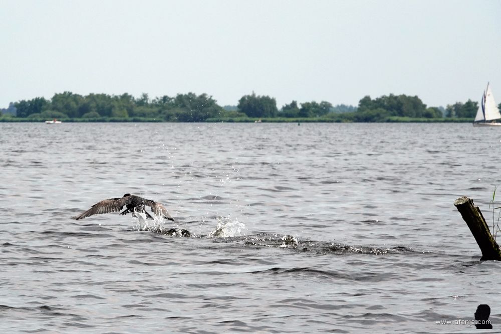 aan het eind van zijn aanloop komt de aalscholver los van het water